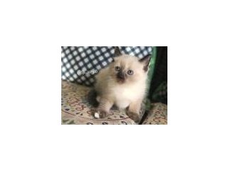 Our lovely Ragdoll kittens are still available