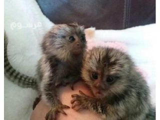 Loving Finger Marmoset Monkeys for sale