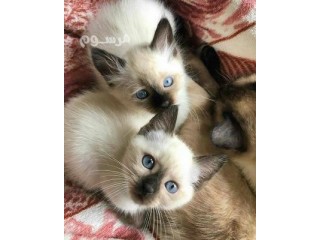 Siamese kitten available for sale