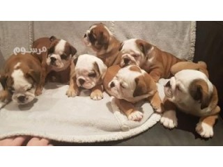 English Bulldogs for rehoming