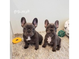 French Bulldogs available for sale