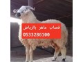 ksab-balryad-ksabyn-balryad-0533286100-small-0