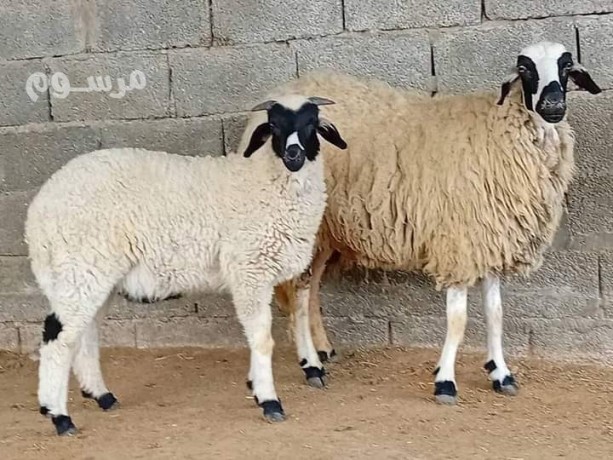 ksab-mahr-balryad-0530099403-big-0